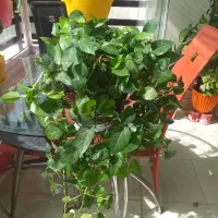 گل و گیاه اپارتمانی|گل و گیاه طبیعی|کرج, کوی کارمندان شمالی|دیوار