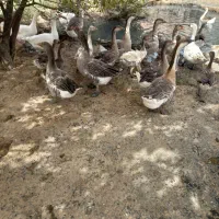 ۲۵ عدد نیمچه غاز و 6عدد بوقلمون نر