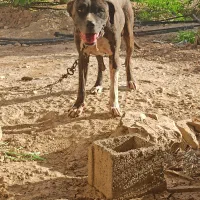 فروش .نروماده پتبول