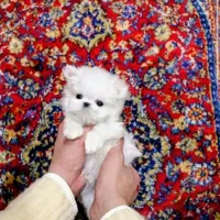 سگهای مینیاتوری|سگ|قم, سالاریه|دیوار