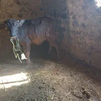 گاومیشدمازدیخ|حیوانات مزرعه|دره رود, |دیوار