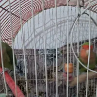 طوطی برزیلی پا کوتاه|پرنده|پاکدشت, پاکدشت (مامازند)|دیوار