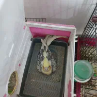 عروس هلندی تخمکرده اماده