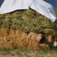 علف یونجه
