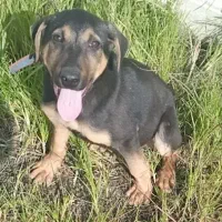 سگ روتفایلر|سگ|آستانه اشرفیه, |دیوار