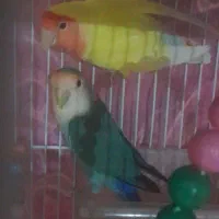 جفت کتوله مولد خوشکل اماده تخم