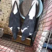 خوشرنگ نروماده