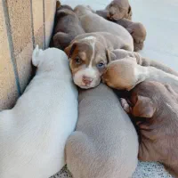 توله سگ پیتبول تریر