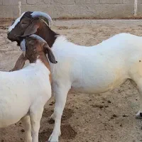 سلام ودرود برشما همراهان همیشگی