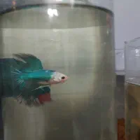 فروش انواع فایتر