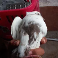 پرنده|پرنده|بروجرد, |دیوار