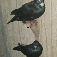 دورگ درجه یک ذات فولاد