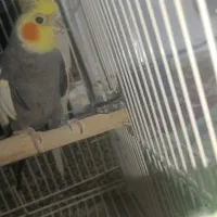 عروس هلندی