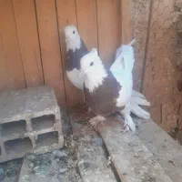 یک جفت طوقی کرمانشاه|پرنده|قم, نخودی|دیوار