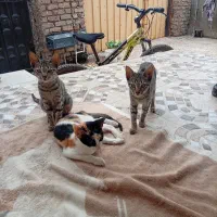 واگذاری رایگان سه عدد بچه گربه