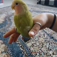 طوطی برزیلی جفت|پرنده|ابهر, |دیوار