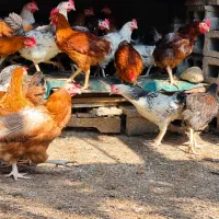 بچ خروس و مرغ محلی