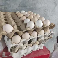 تخم مرغ از این نژاد به تعداد بالا موجوده