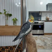 عروس هلندی سخنگو