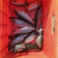 قزل الا|ماهی|محمدبار, |دیوار