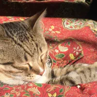 واگذاری گربه