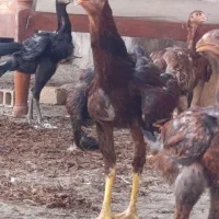 مرغ لاری .جوجه لاری .لاری .جوجه .خروس لاری