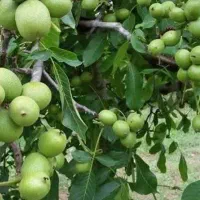 اغاز پیش فروش نهال گردو فرنور پیوندی
