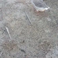 شادگان|حیوانات مزرعه|شادگان, |دیوار