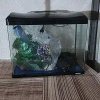 آکواریوم ماهیران