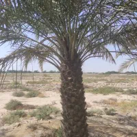 برش نخل رایگان