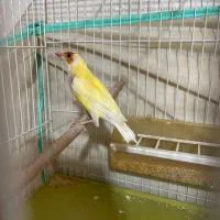 فنج گلدین|پرنده|شیراز, شهرک مهدی‌آباد|دیوار