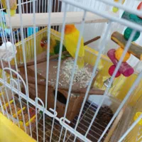 طوطی برزیلی سالم یک ساله|پرنده|تهران, سبلان (لشگر)|دیوار