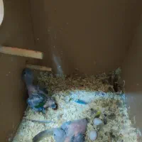 گرینچک سرلاکی تازه دونخور|پرنده|اقبالیه, |دیوار