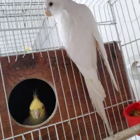 چند جفت عروس هلندی