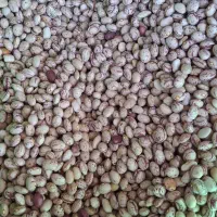 فروش لوبیا چیتی بوجار درجه یک|عمدهفروشی|رودشت (چهارمحال و بختیاری), |دیوار