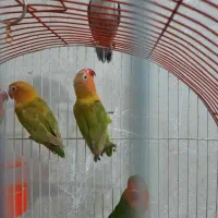 کوتوله برزیلی|پرنده|مشهد, شهید قربانی|دیوار