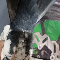 طوطی جوجه|پرنده|نیشابور, شهید بهشتی|دیوار