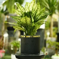 گل طبیعی در گلخونه|گل و گیاه طبیعی|پردیس, شهرک صنعتی خرمدشت فاز ۷|دیوار