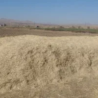 کاه تمیز|عمده‌فروشی|سنقر, |دیوار