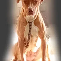 توله سگ پیتبول