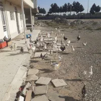 مرغ خروس جوجه گلین|حیوانات مزرعه|نسیمشهر, |دیوار