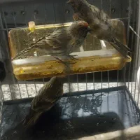 سره گل سر|پرنده|مشهد, بهمن|دیوار