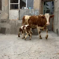 گاو و گوساله سیمینتال