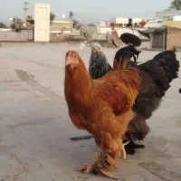 مرغ و خروس برهما اصل اصل|حیوانات مزرعه|اهواز, دغاغله|دیوار