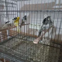 ماده قناری آماده جفت ۱۵۰۰