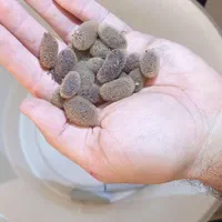 زالوی طبی جزئی و عمده