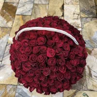 پخش گل رز مستقیم از گلخانه