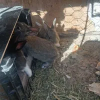 بچه خرگوش|موش و خرگوش|زاهدان, |دیوار