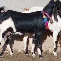 بز پاکستانی