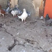 کبوتر گرفتنی۴عدد